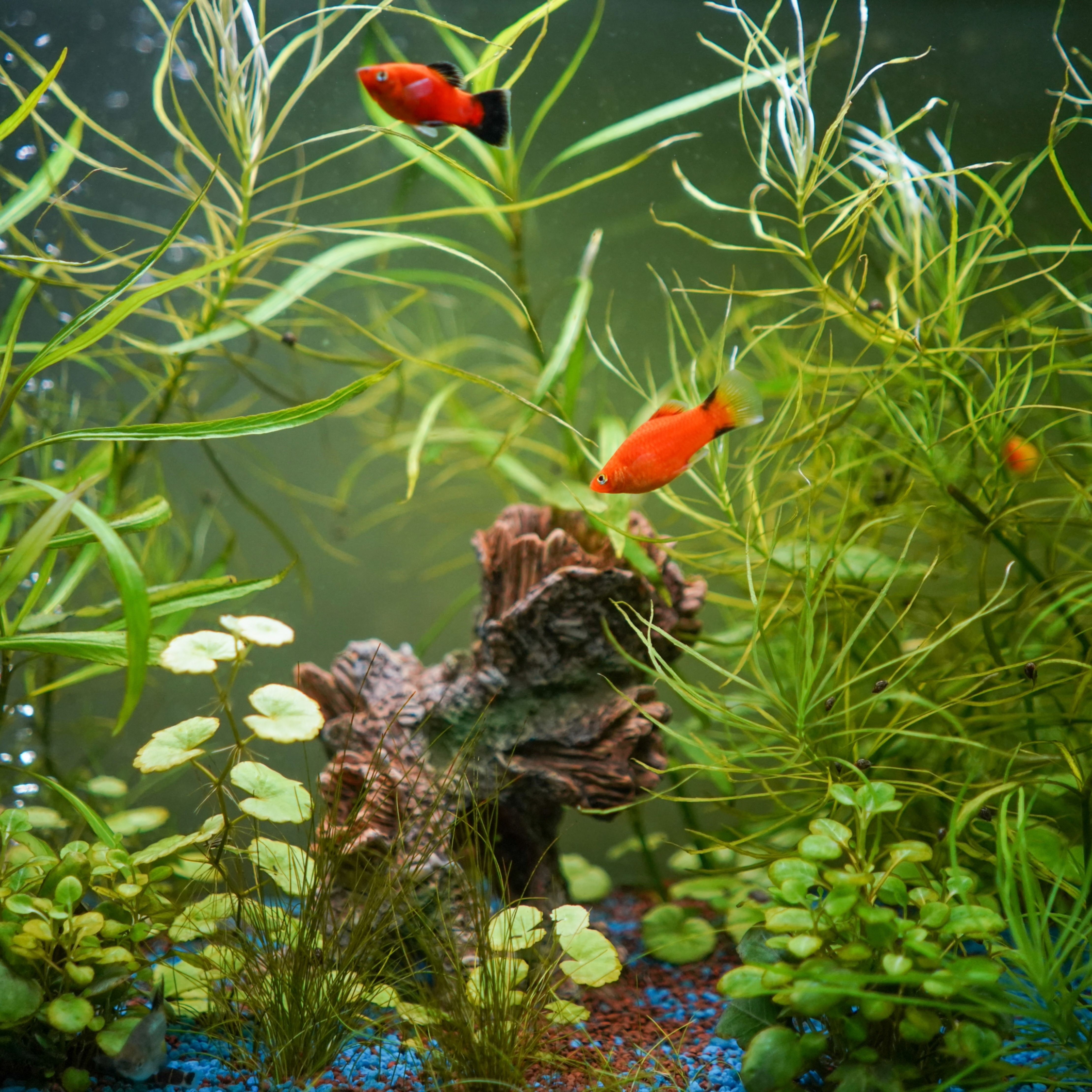 Fish Tank Setup for Hardy Species: Ultimate Guide for Easy Care