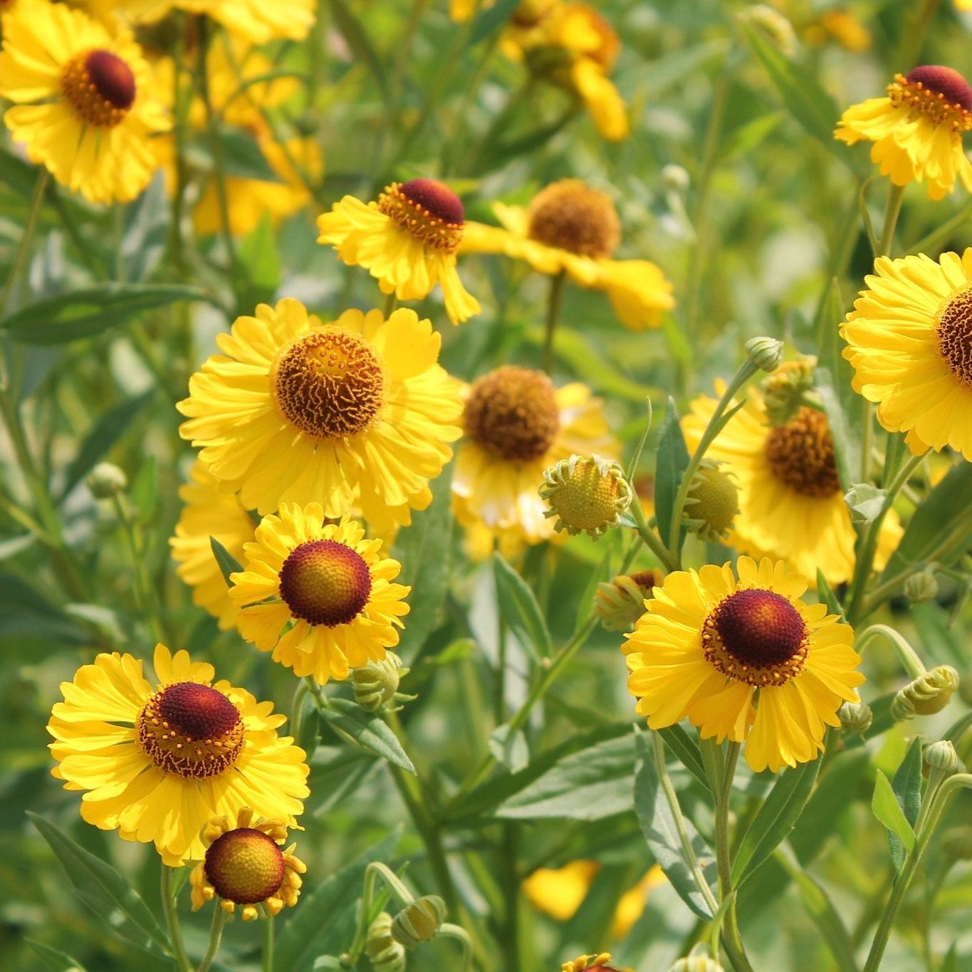 Common Sneezeweed