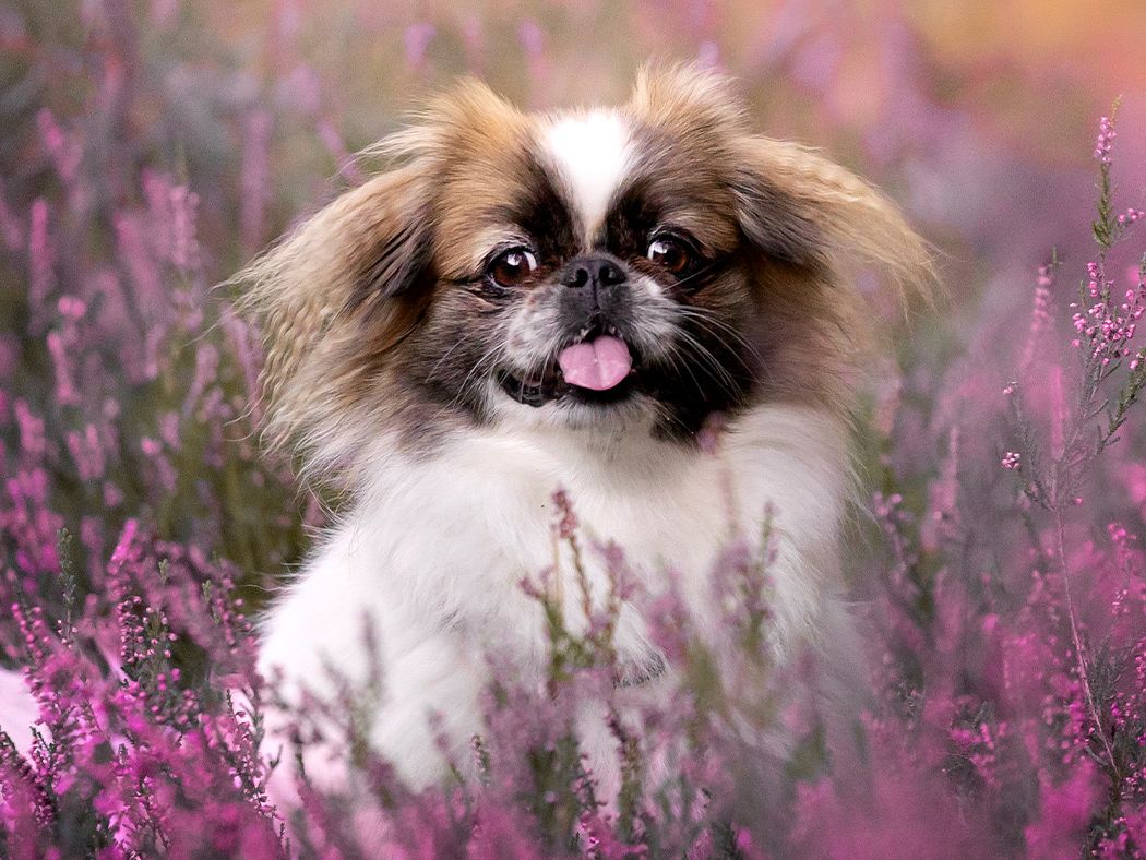 Pekingese: Breed profile and information | PetsRadar