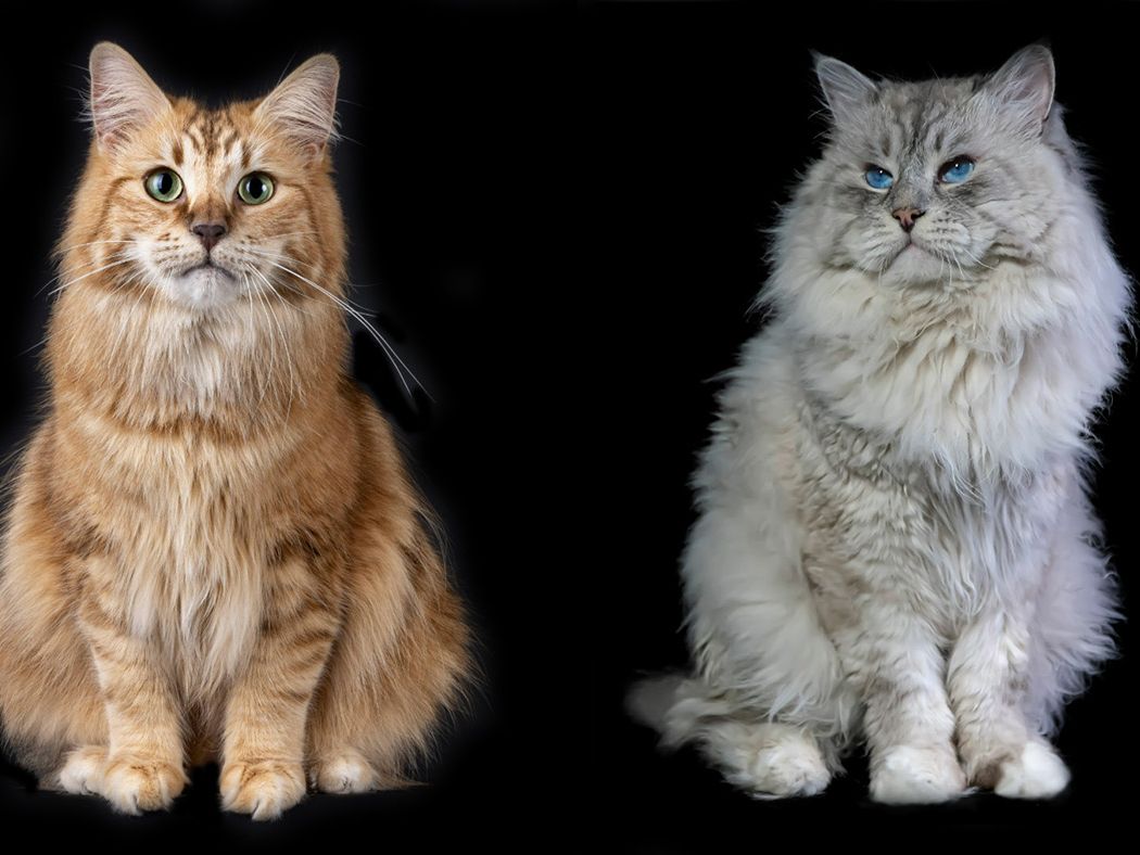 Siberian Cat Grooming: Essential Tips for Fluffy Coats