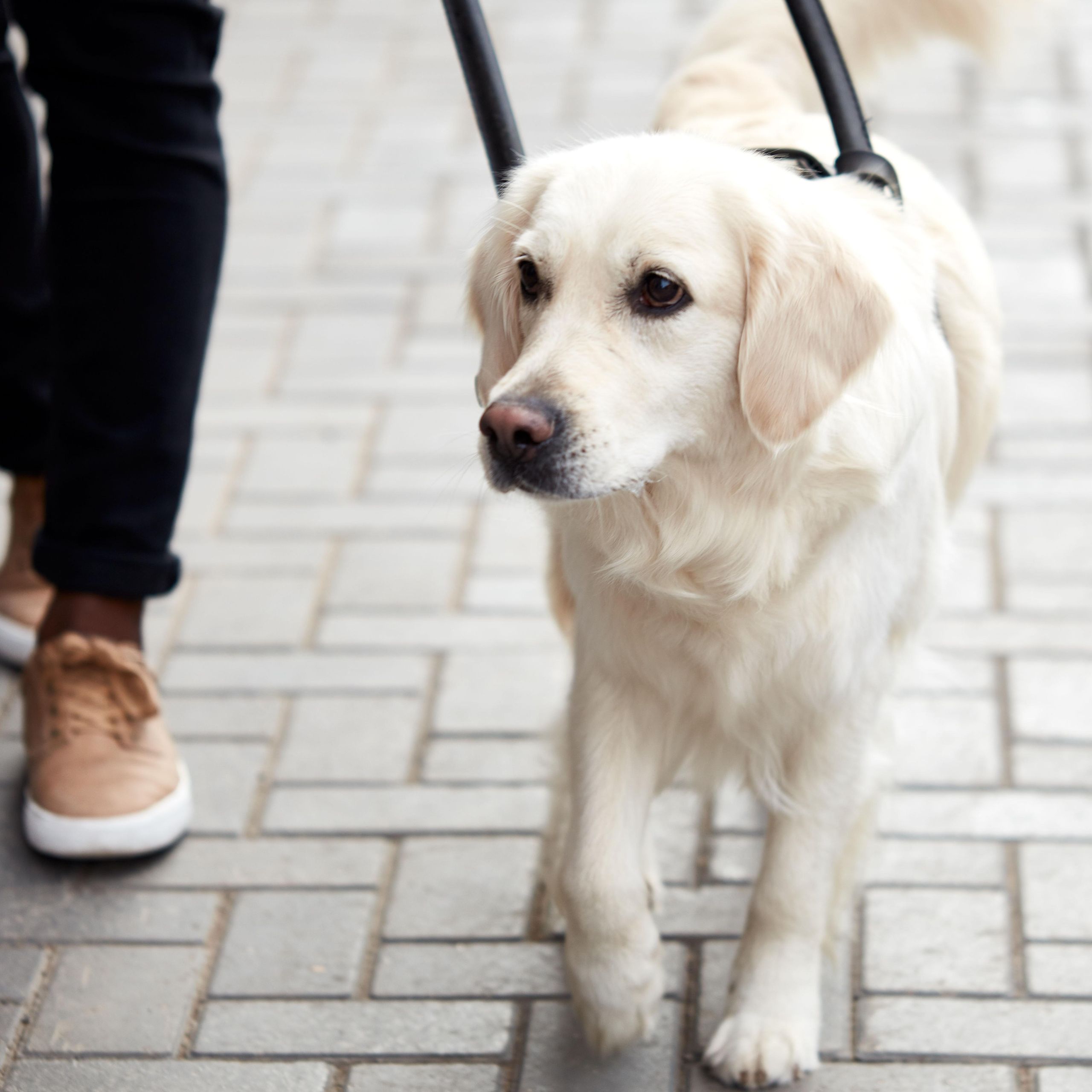 AI is better at picking which puppy will make a good guide dog than humans  are | TechRadar, image size:2560x2560