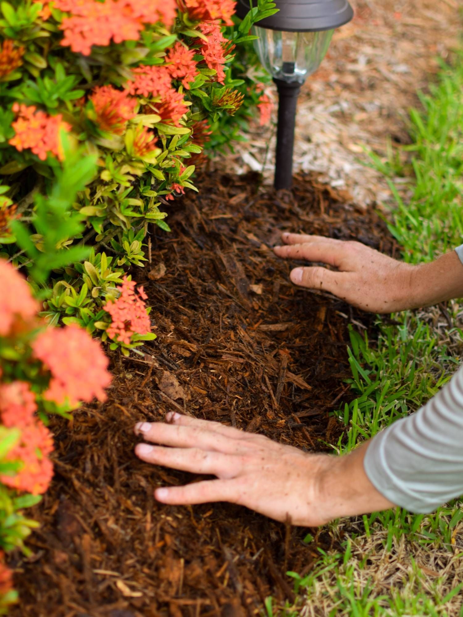 Applying mulch to garden bed