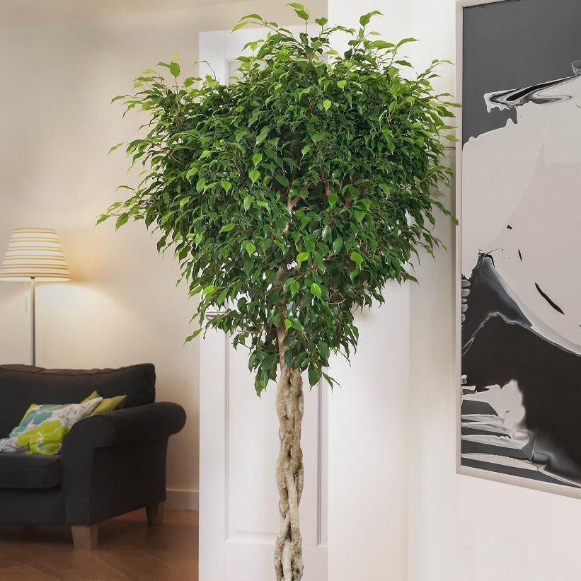 Fast Growing Trees ficus benjamina