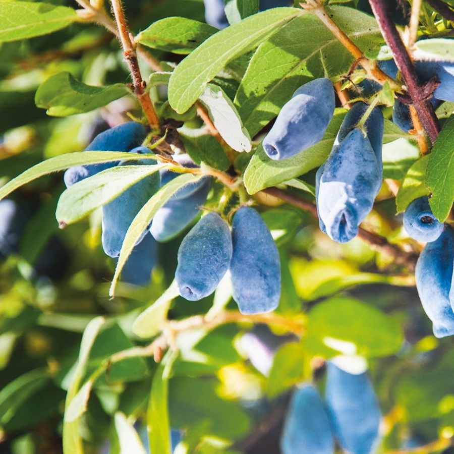 Blue honeyberries growing on a shrub