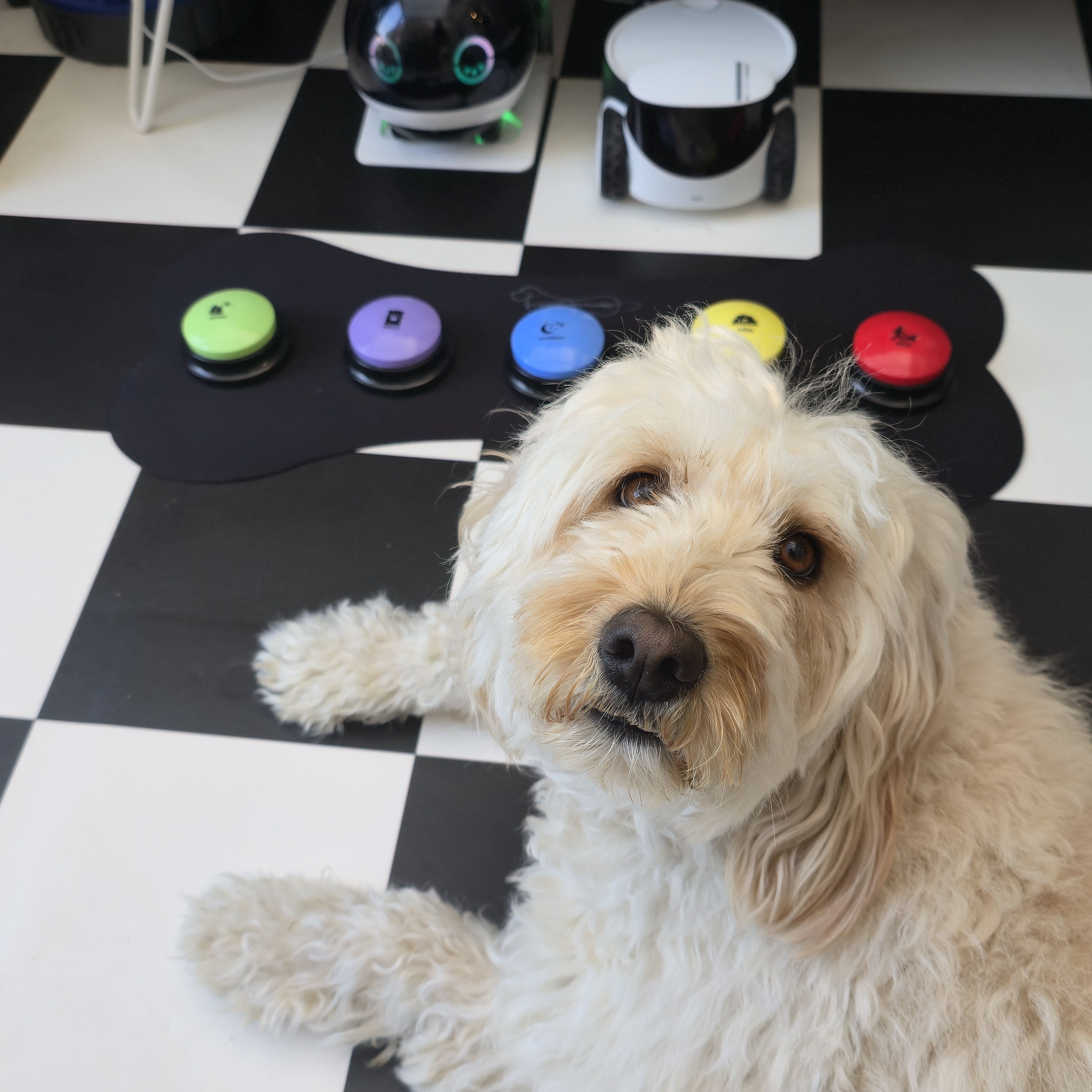 A curious beagle looking cautiously at a smart speaker on a table.