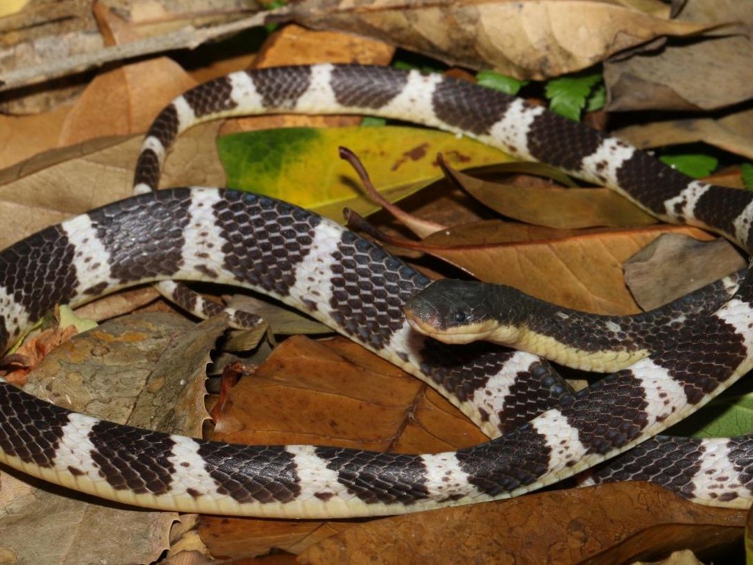 【廃盤】SNAKES,THE QONOS vs SNAKES Masquerading, deadly snake discovered and named after shape