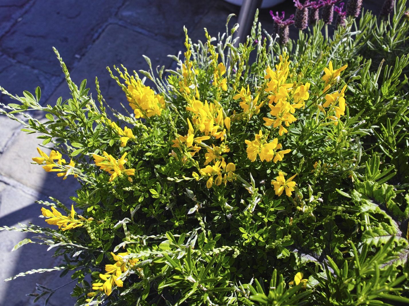 Sweet Broom Info: Growing Sweet Broom Shrub In Landscapes | Gardening Know  How