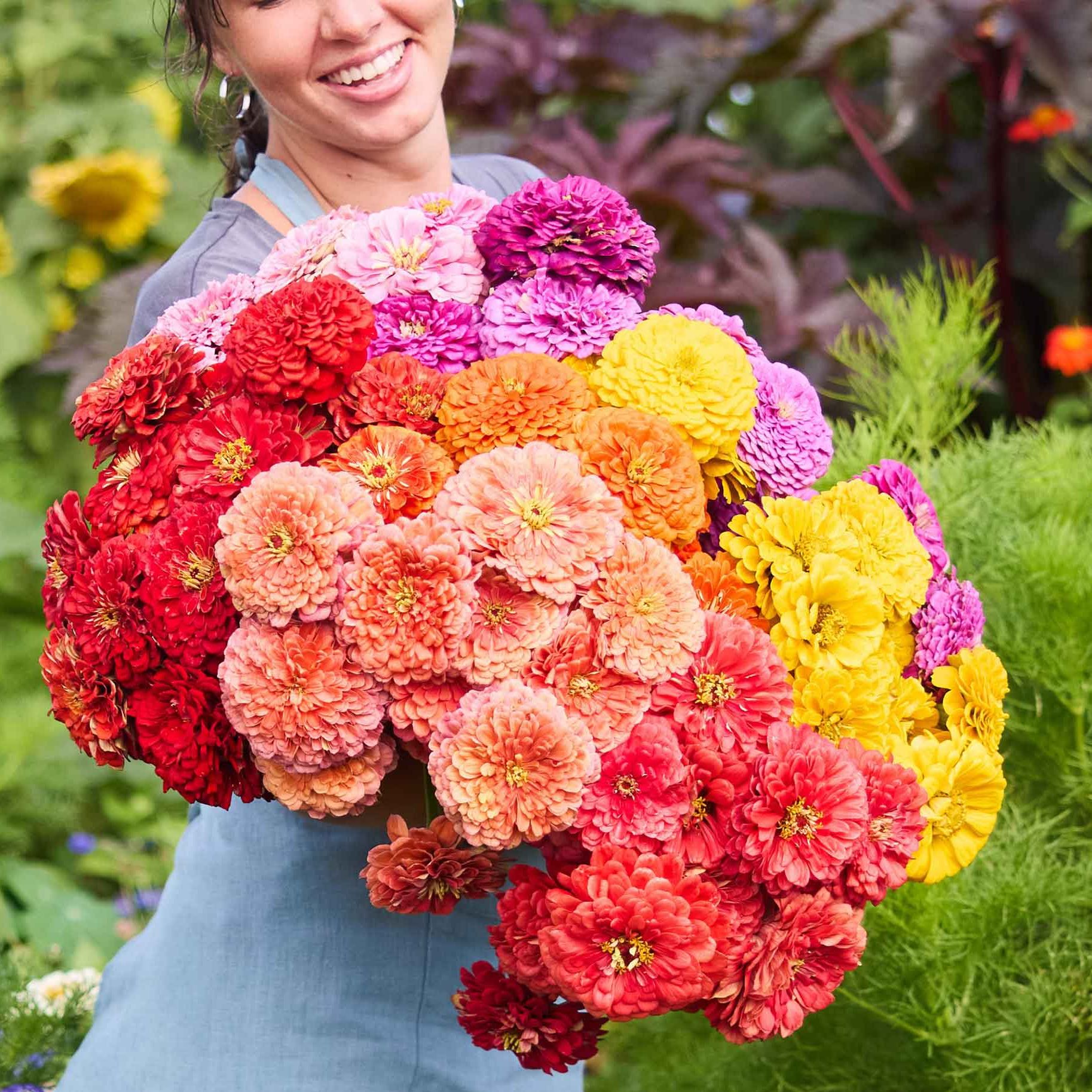 Zinnia Seeds - Benary's Giant Mix