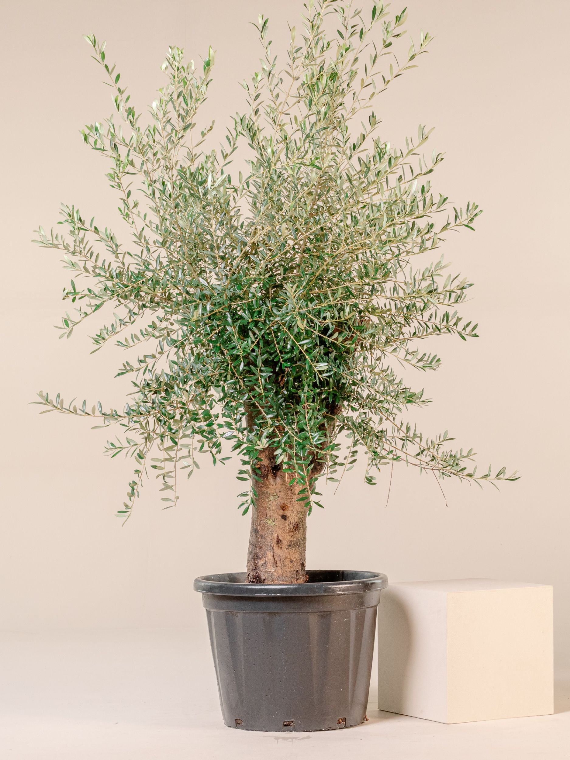 Olea Europaea - Mature - European Olive