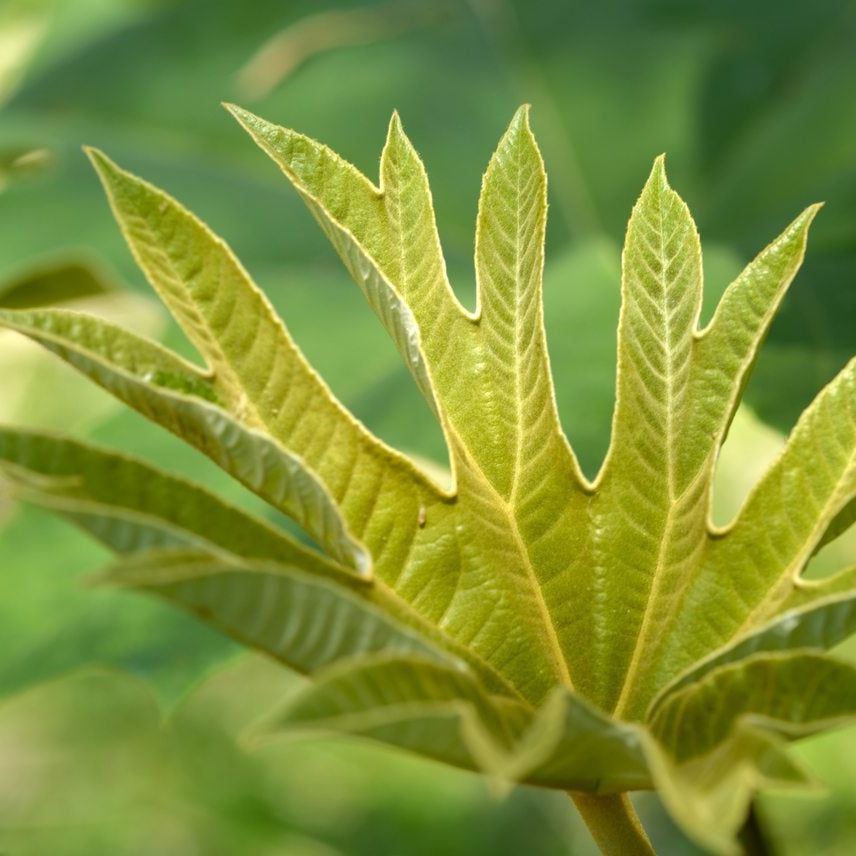What Is A Rice Paper Plant: Learn About Growing Rice Paper Plants In  Gardens | Gardening Know How
