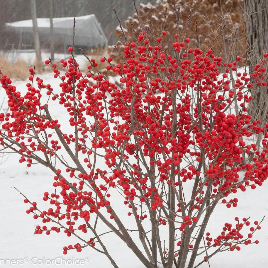 Berry Poppins&amp;reg; Winterberry Holly