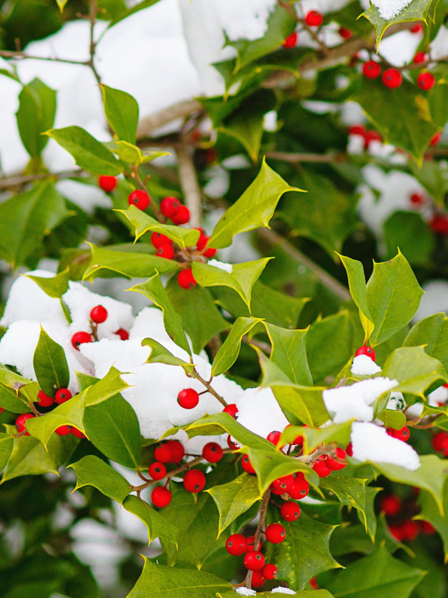 The American Holly (Ilex opaca) is also known as Christmas Holly, Yule Holly, Evergreen Holly, White Holly and Prickly Holly. This plant has sharp spine-tipped leaves and bright red berries.