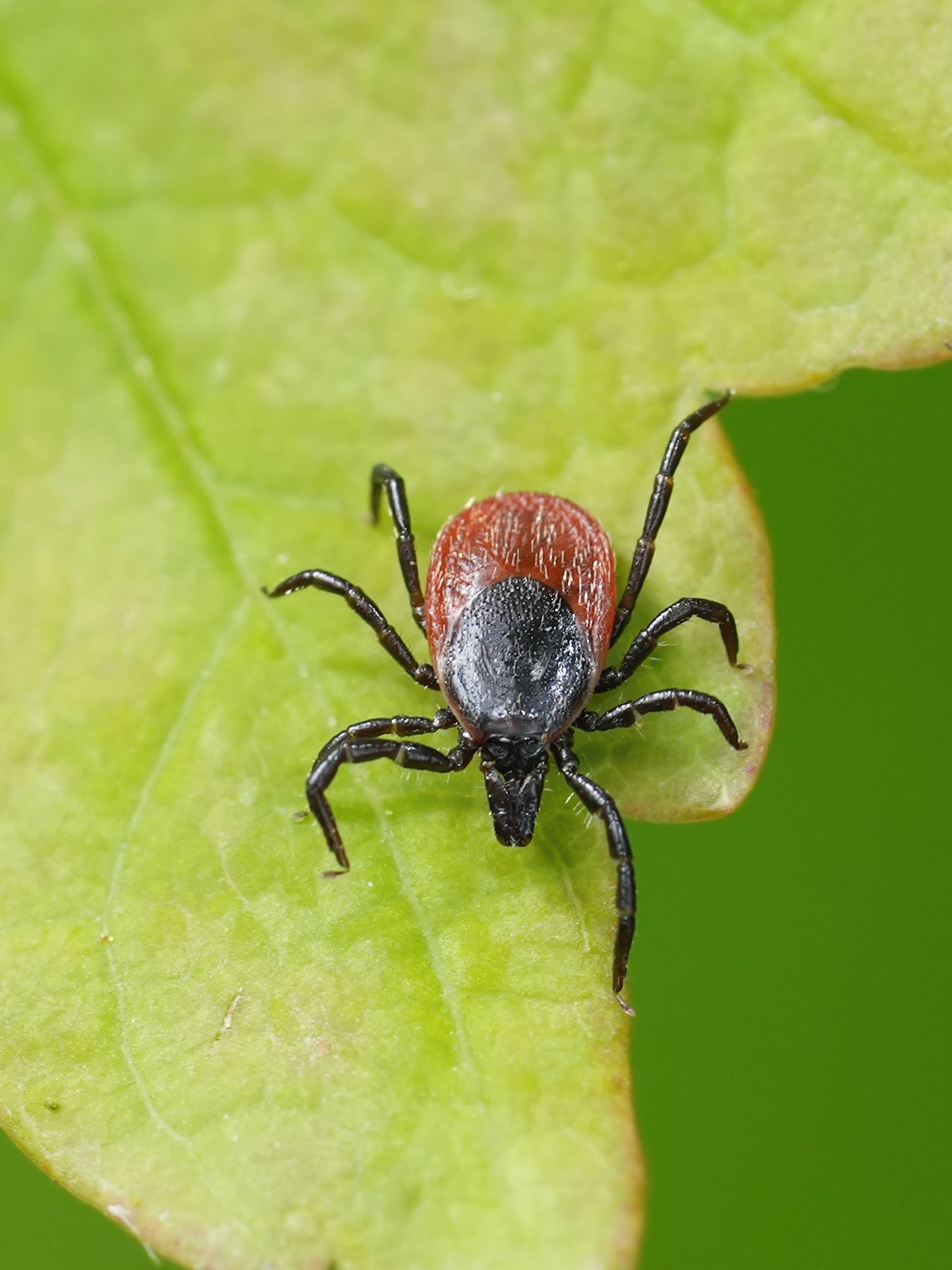 Deer tick on a leaf