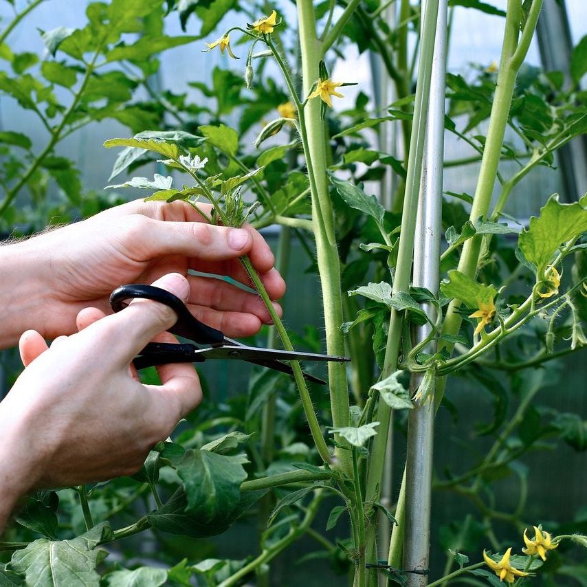 Cutting Leaves On Tomatoes: Learn About Cutting Back Tomato Plants |  Gardening Know How