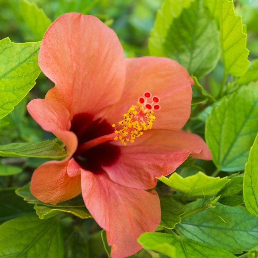 Cold Hardy Tropicals - Choosing Tropical Plants For Zone 8 Gardens