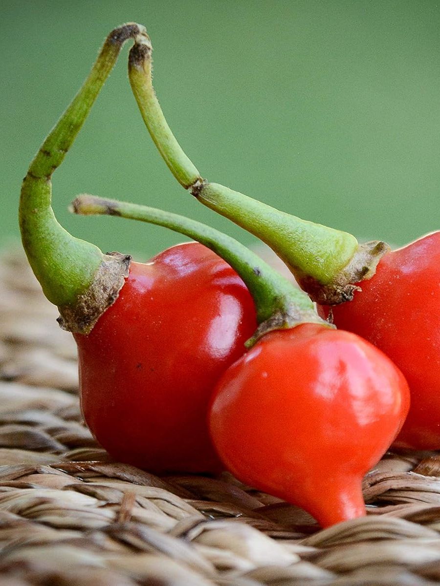Red Biquinho Chupetinho Heirloom Little Beak Pickling Pepper Premium Seeds for Planting Packet