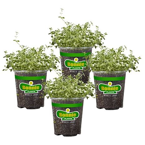 Bonnie Plants English Thyme 19.3 Oz. 4-Pack