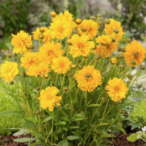 Eden Brothers, Lance-Leaf Coreopsis Seeds - Sunburst