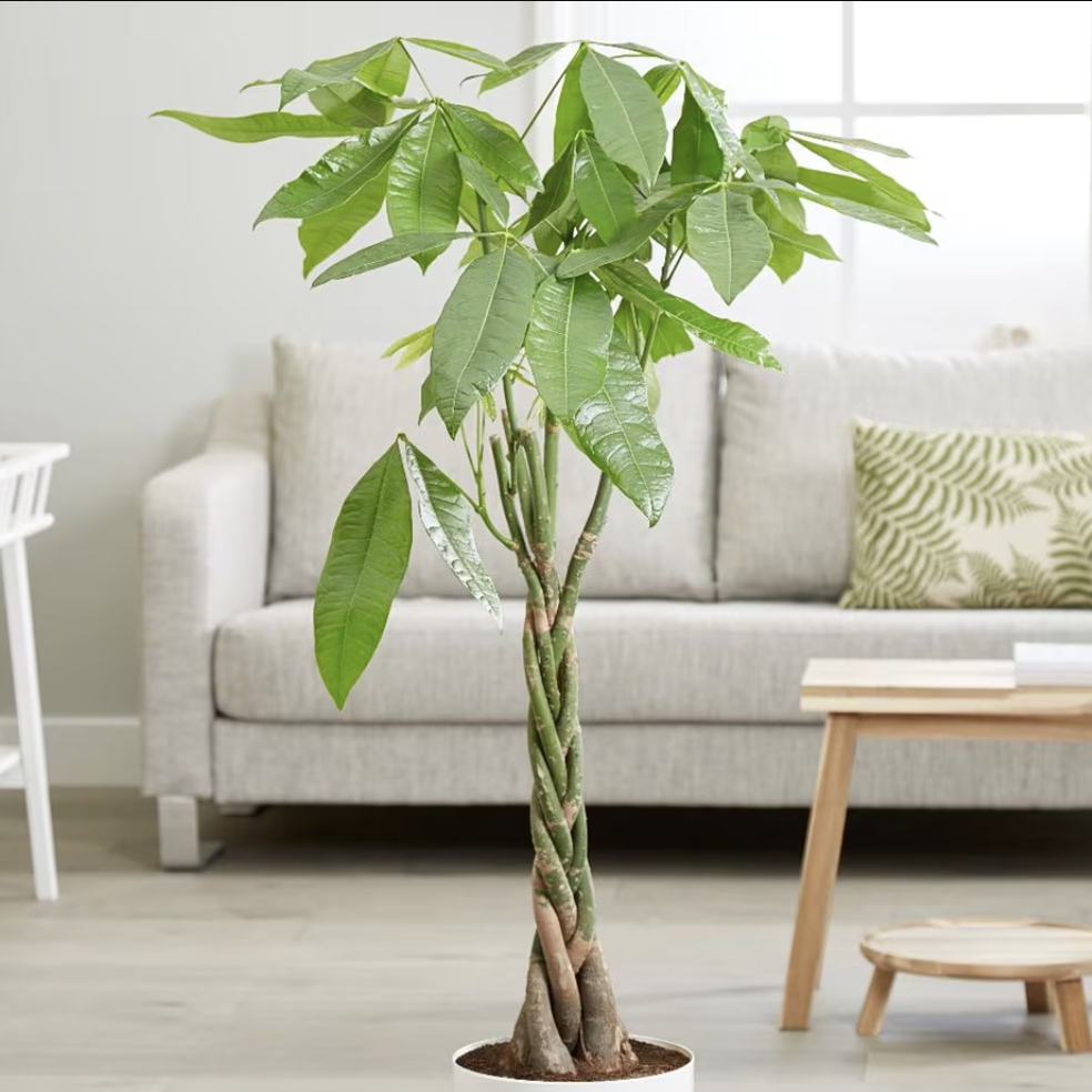 money tree in living room
