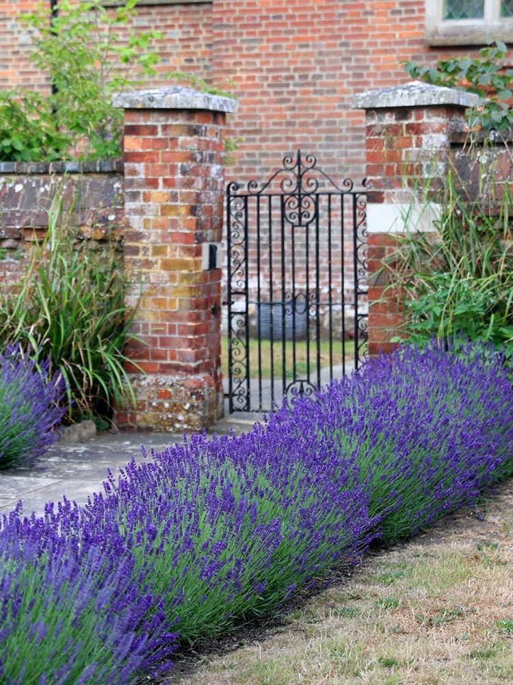 Lavandula Angustifolia 'hidcote'