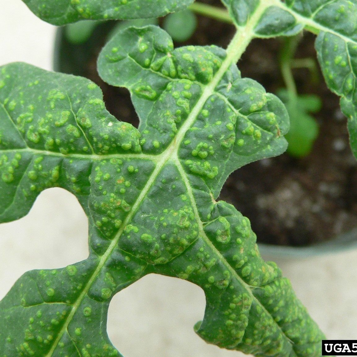 Edema Plant Disease - Causes Of Plant Edema And How To Treat | Gardening  Know How