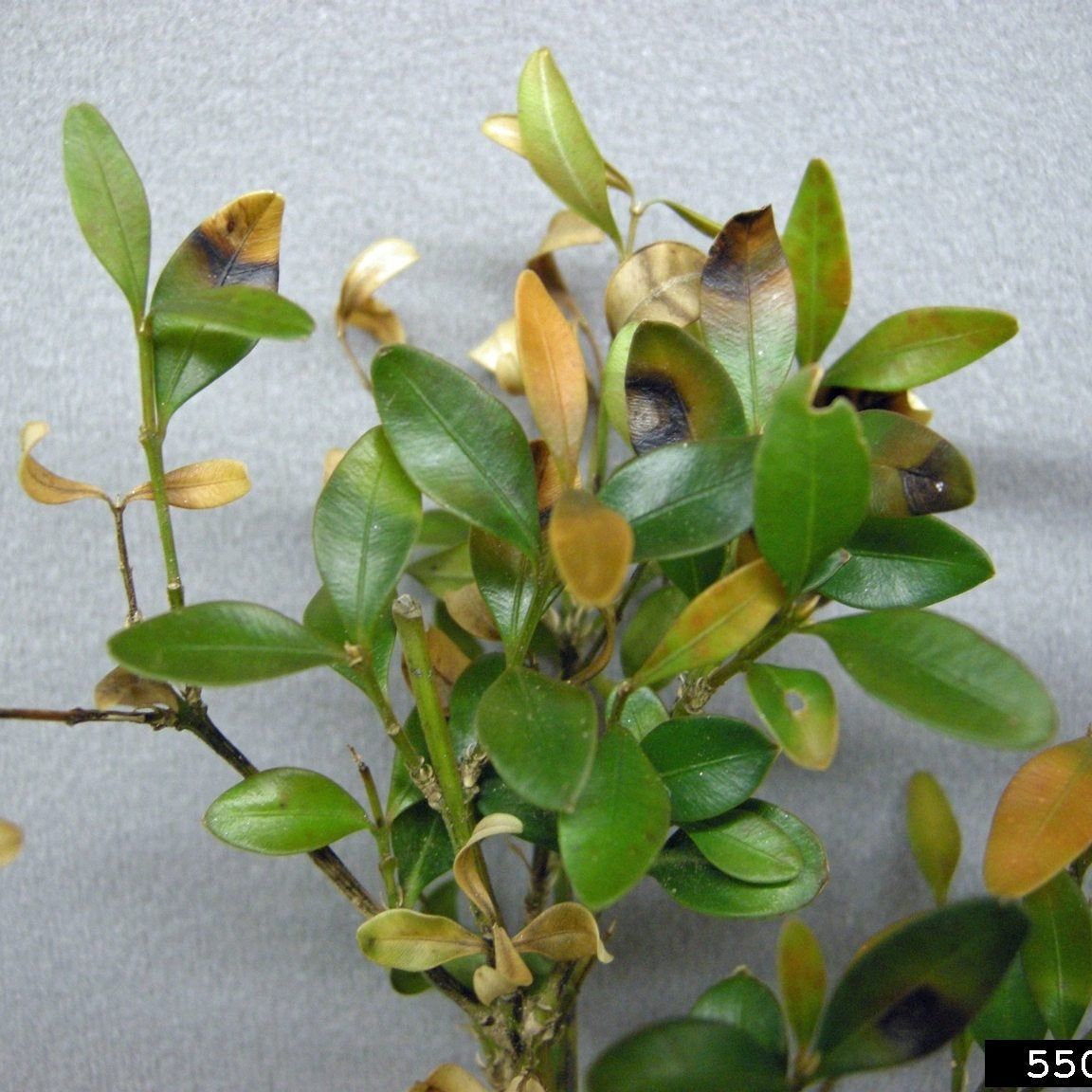 Boxwood Blight Treatment