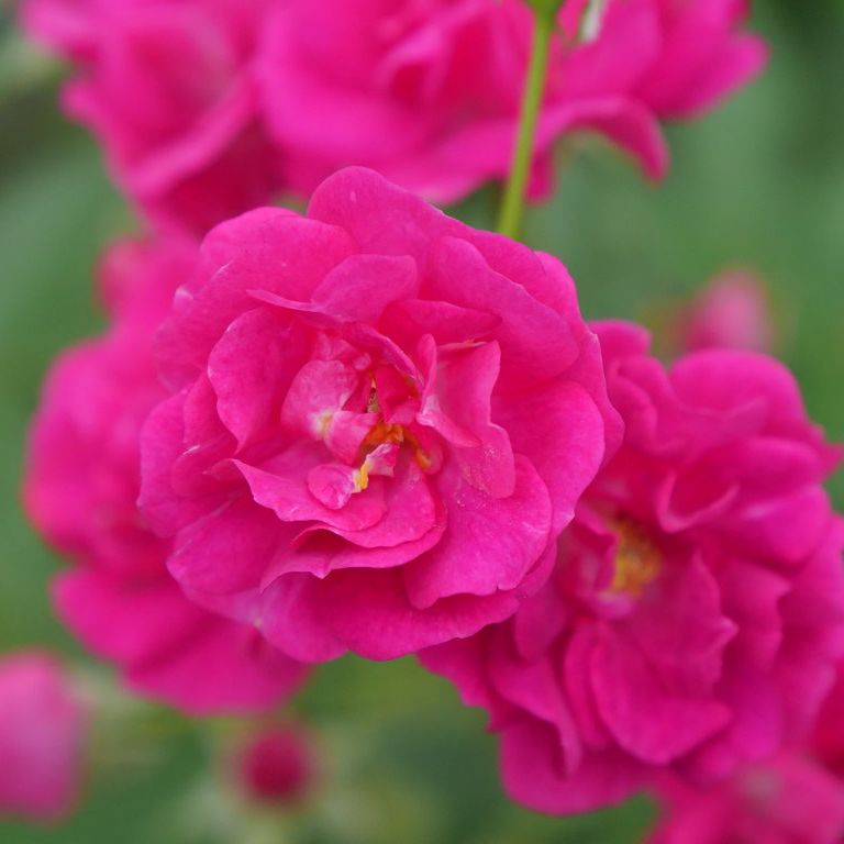 Oso Easy Peasy&amp;reg; Rose
