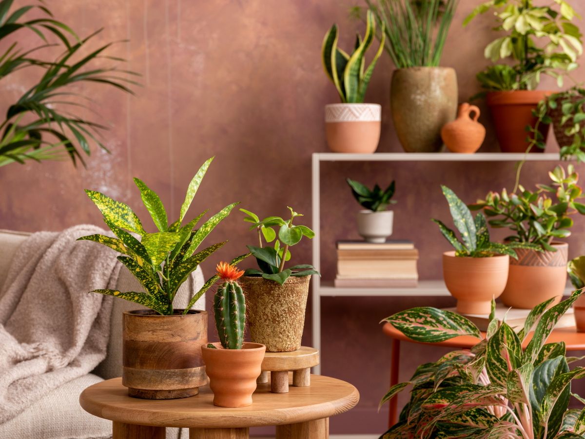 Houseplant trends 2025: 7 indoor plant trends for the year | Homes and  Gardens