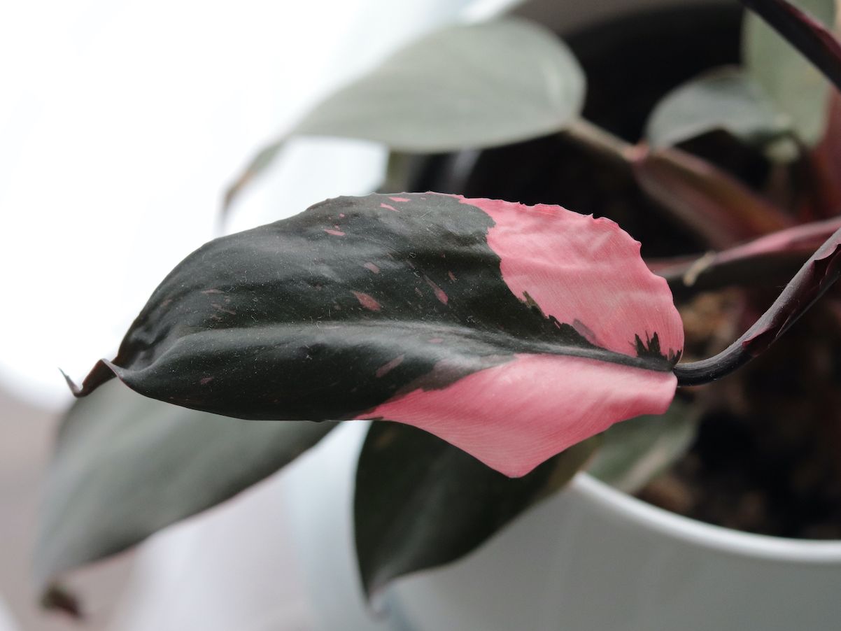 How often to water philodendron plants, according to experts | Real Homes