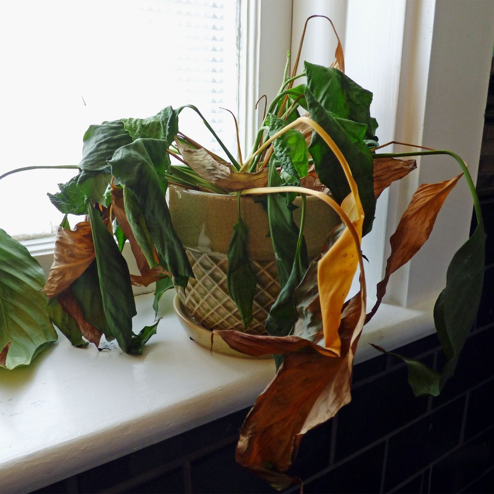 Dying Container Plants - Why A Plant May Suddenly Die | Gardening Know How