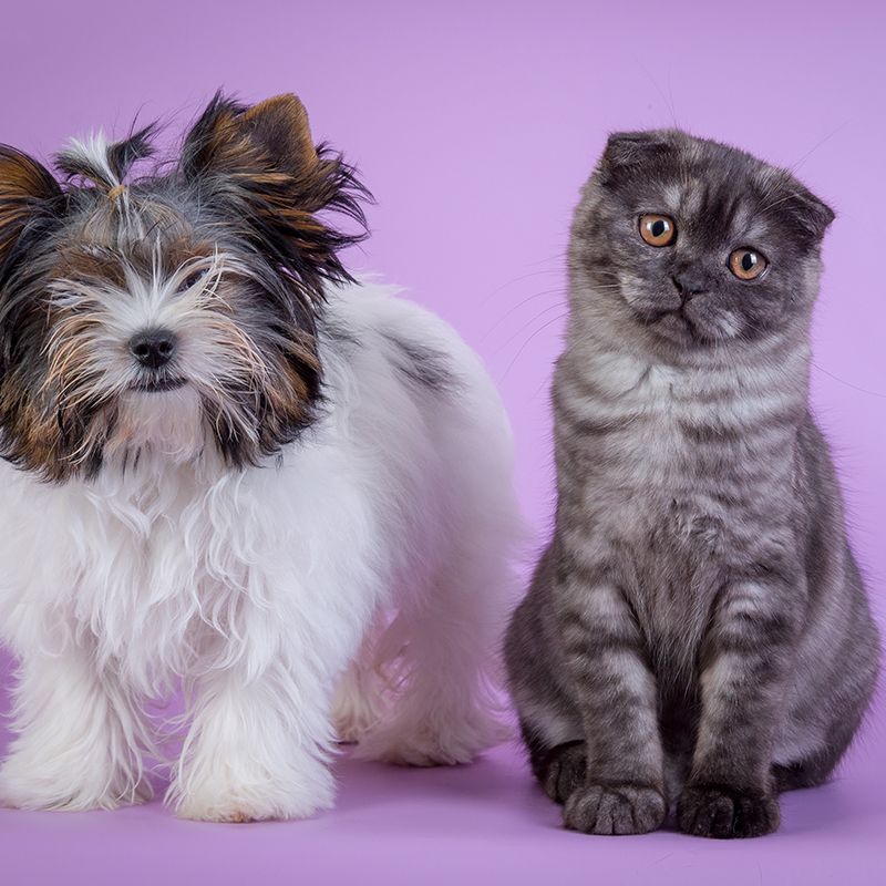 Best dog breeds that look like cats Discount