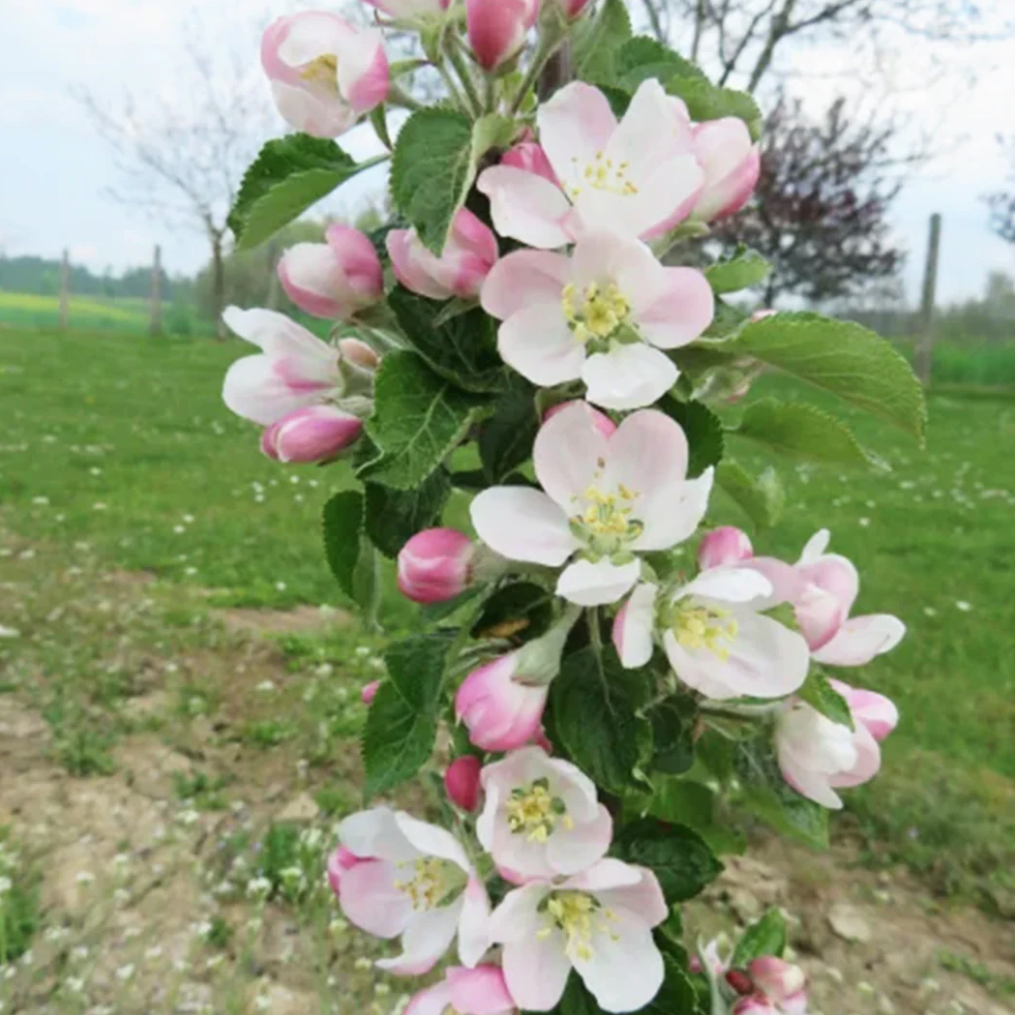 pink and white blossom on a Fruit Snacks Sweet Treat Apple columnar tree