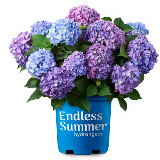 Home Depot, BloomStruck Hydrangea