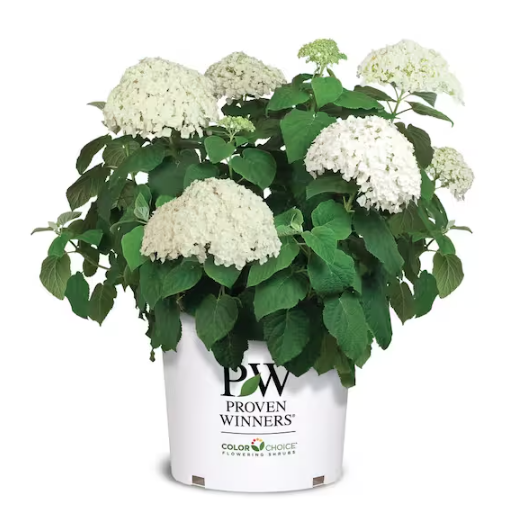 Home Depot, Incrediball Hydrangea