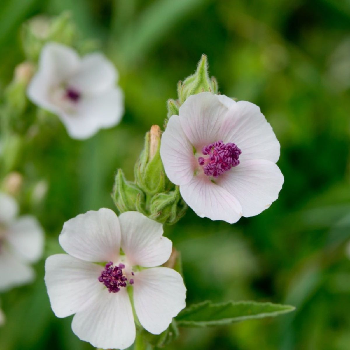 What Is A Marshmallow Plant - Marshmallow Plant Care And Growing  Requirements | Gardening Know How