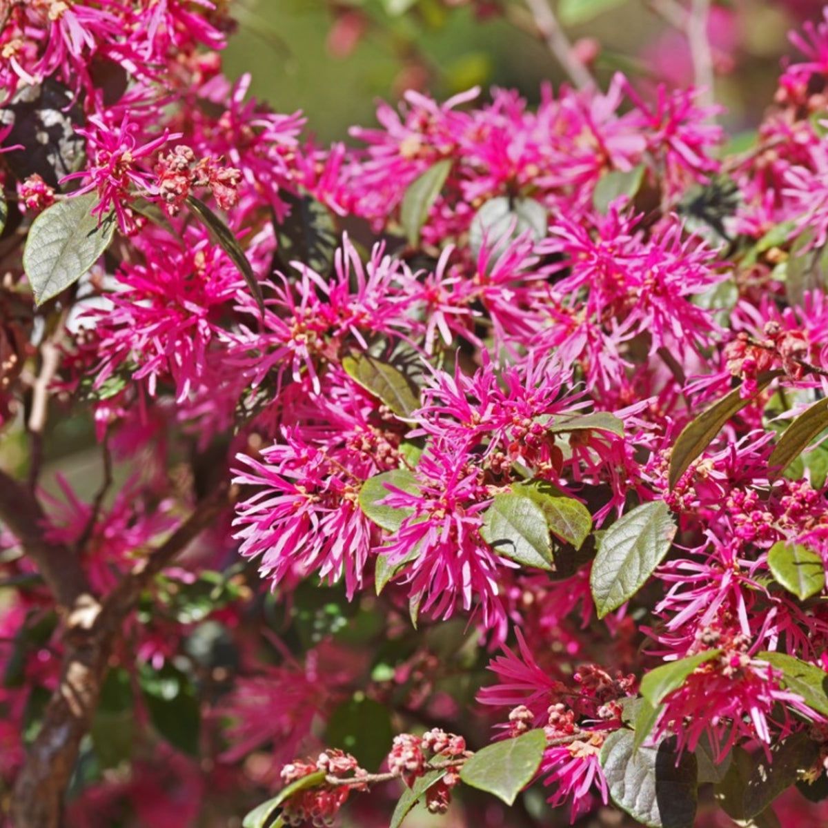 About Chinese Fringe Plants - Tips For Growing Loropetalum Shrubs |  Gardening Know How