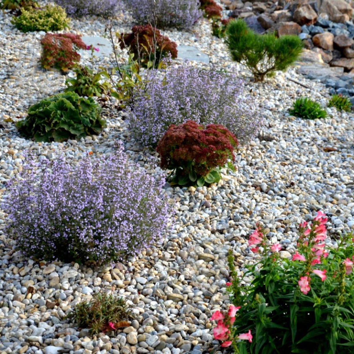 What Is A Gravel Garden: Ideas For A Landscape Gravel Garden | Gardening  Know How