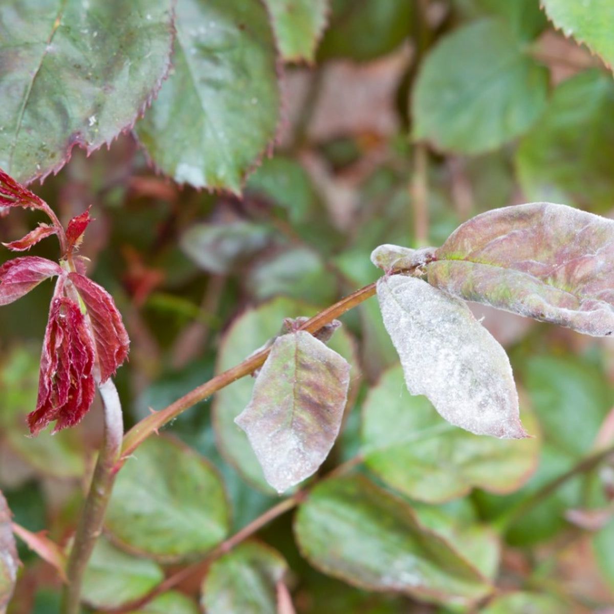 Problems With Roses: Common Diseases For Rose Bushes | Gardening Know How