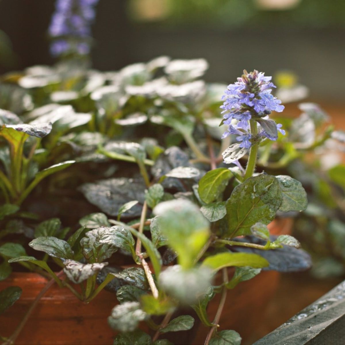 Container Grown Ajuga - How To Care For Potted Ajuga Plants | Gardening  Know How