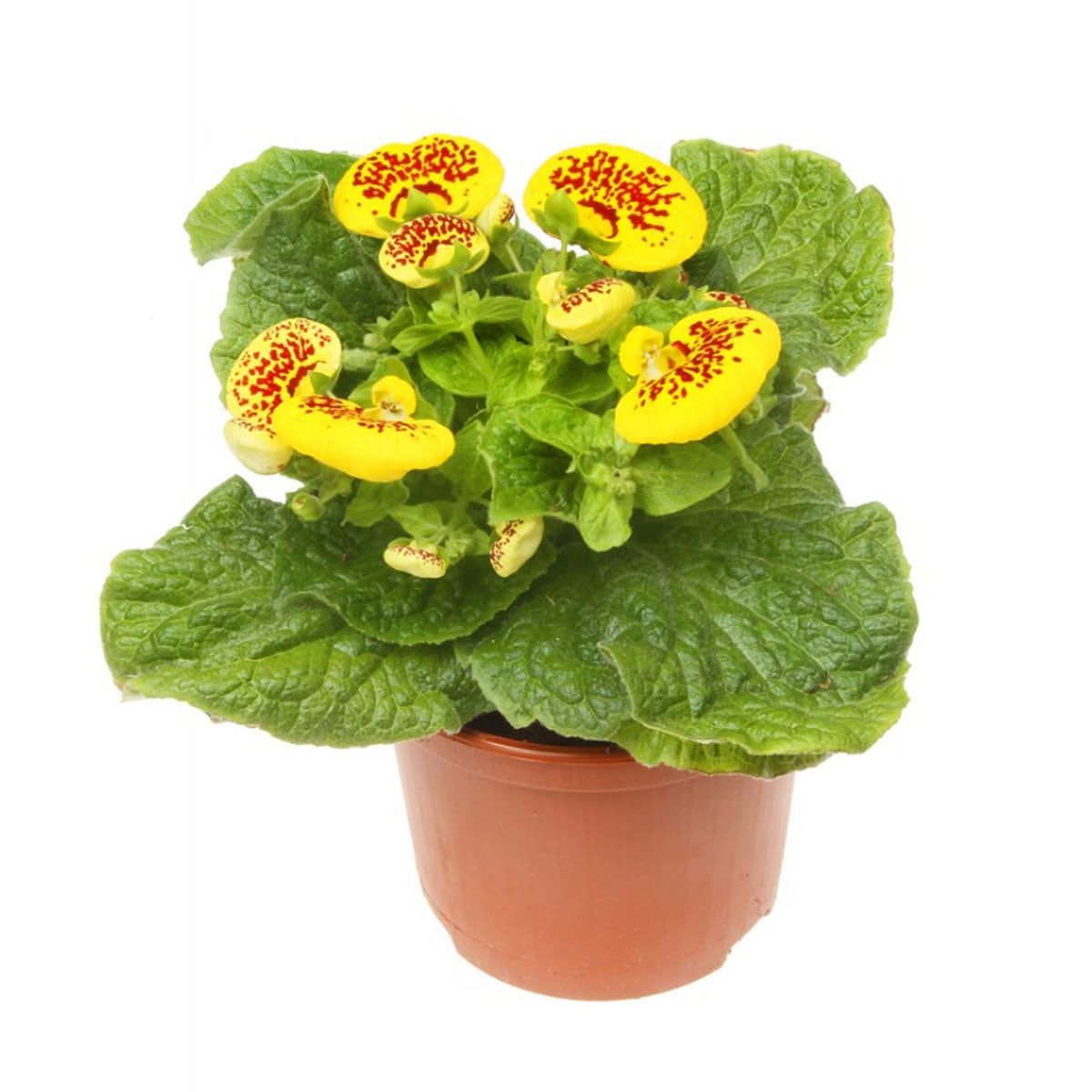 Pocketbook Plant Care - How To Grow Calceolaria Indoors | Gardening Know How