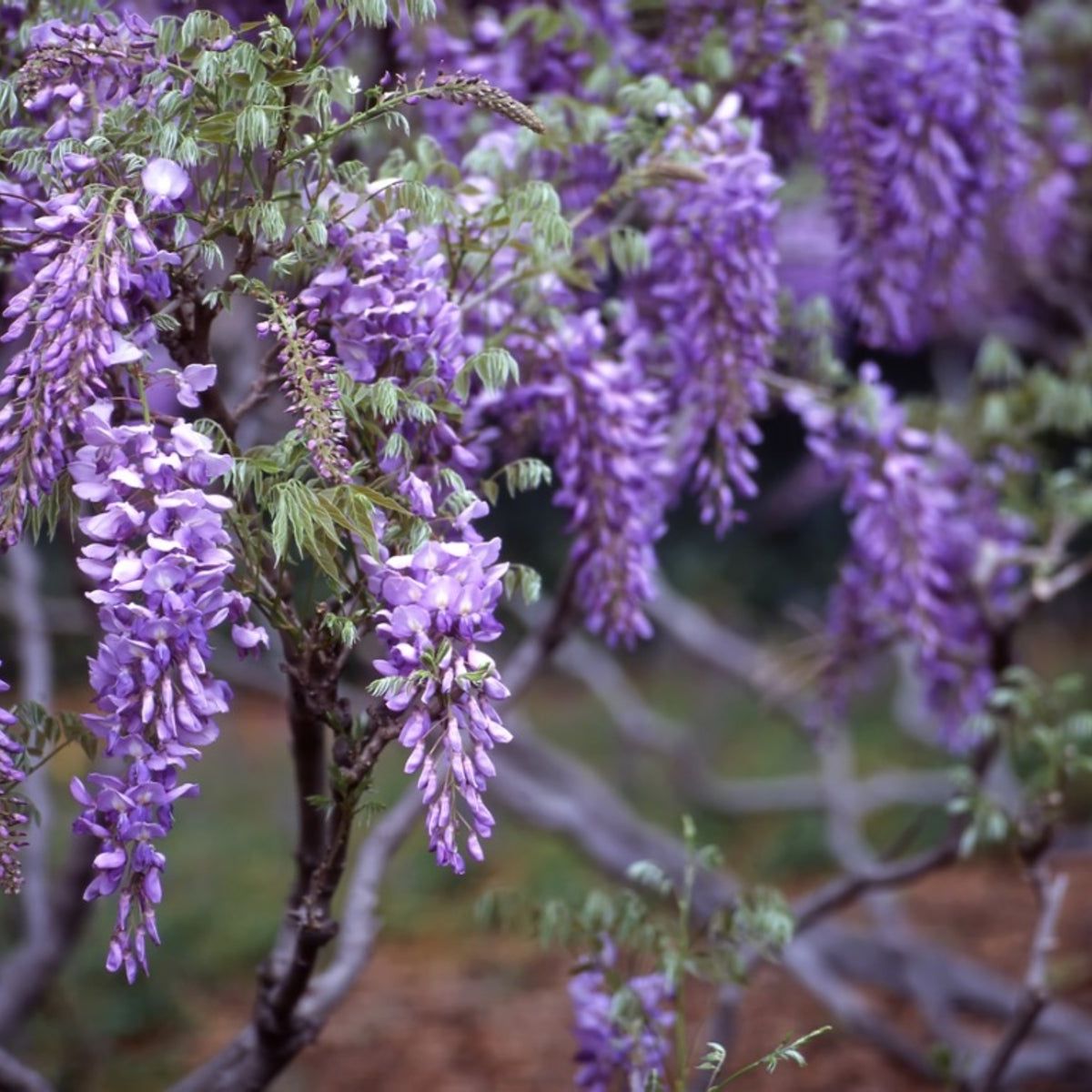Propagating Wisteria - Growing Wisteria Cuttings | Gardening Know How