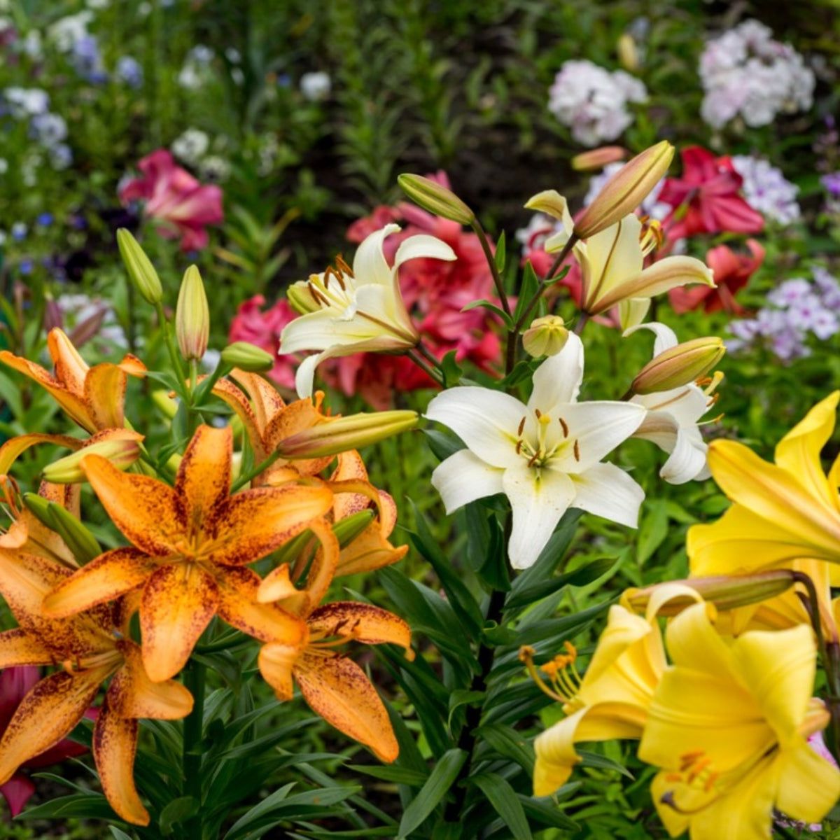 Lily Plant Companions - Learn About Companion Planting With Lily Flowers |  Gardening Know How