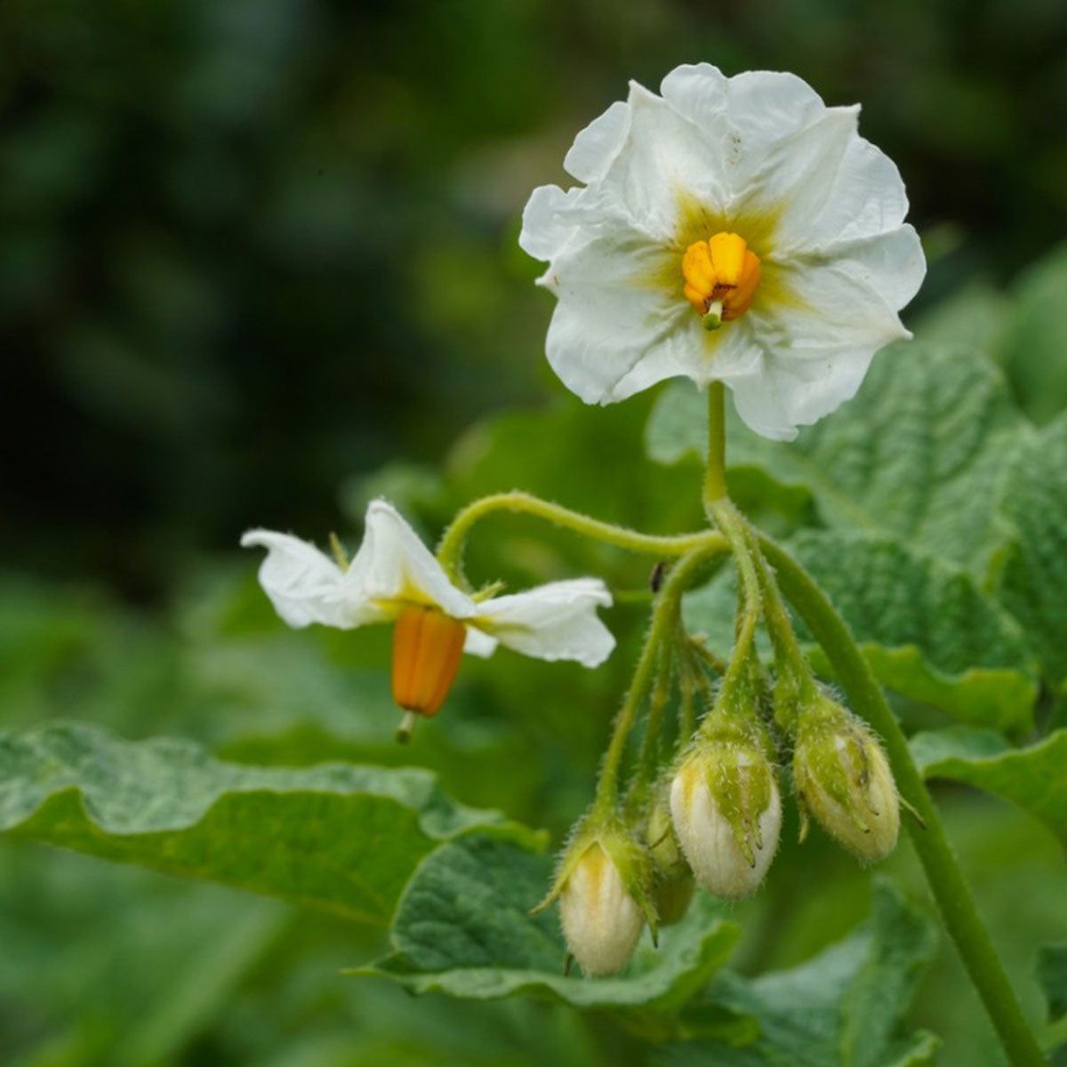Do Potato Plants Bloom - Why Potato Plants Flower And Fruit | Gardening  Know How