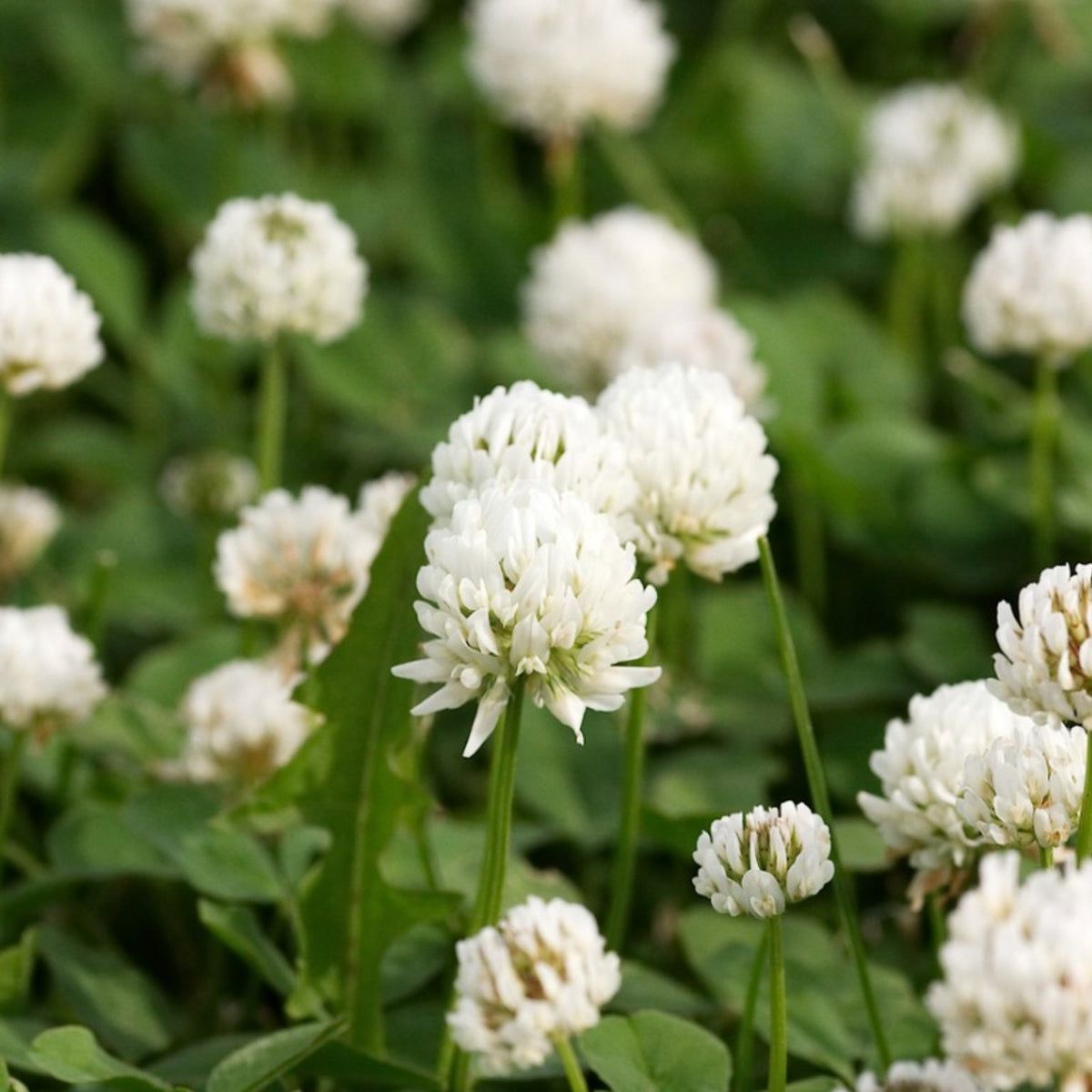 what-plant-has-tiny-white-flowers-infoupdate