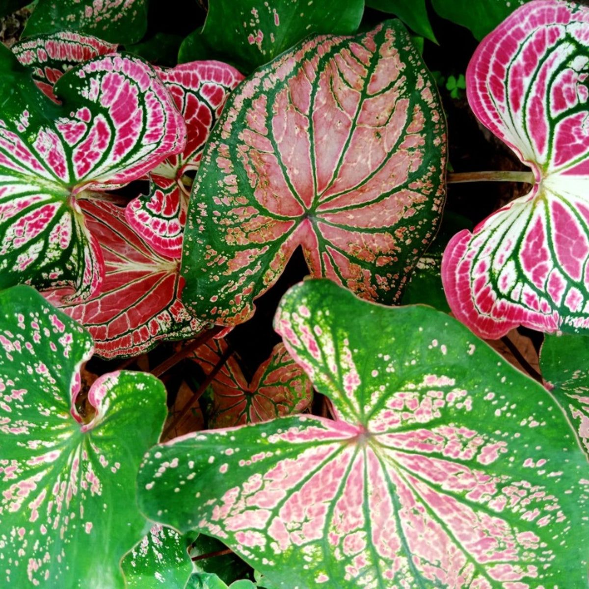 halloween plant 12