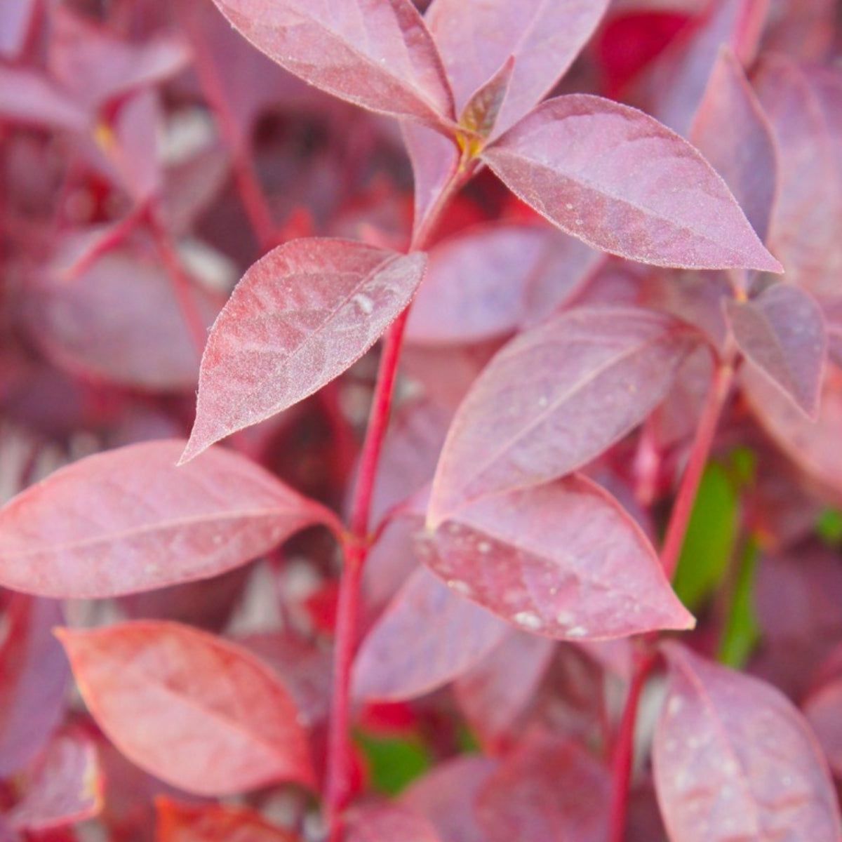 Alternanthera Plant Care - Growing Chartreuse Alternanthera Foliage Plants  | Gardening Know How