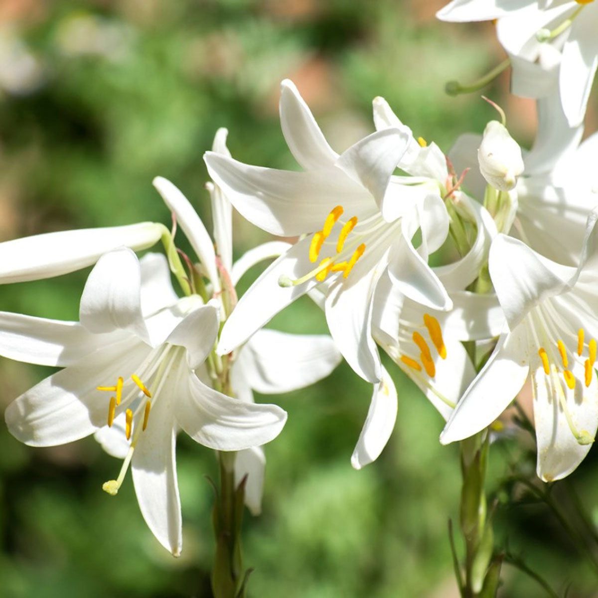 Madonna Lily Care – Growing Madonna Lilies In The Garden