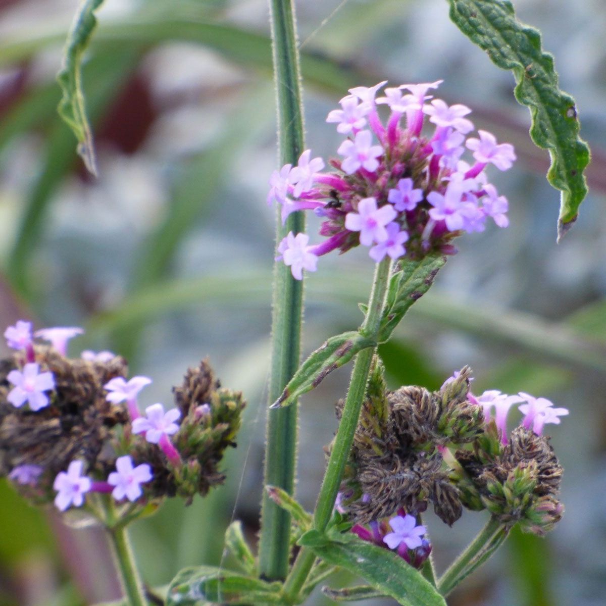 Saving Verbena Seeds - When To Harvest Verbena Seed From Plants | Gardening  Know How