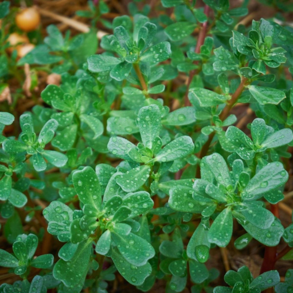 aquarium plants fertilizer Dennerle Plant Care K