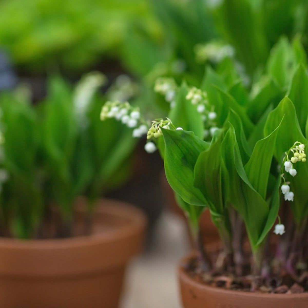 再値下げシュタイフ　Lily of the Valley Growing Lily Of The Valley In Pots - Lily Of The Valley Container
